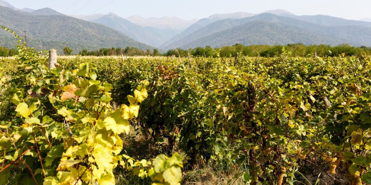 Georgian Wine Exports to the UK Surge as Producers Diversify Markets