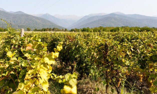 Georgian Wine Exports to the UK Surge as Producers Diversify Markets