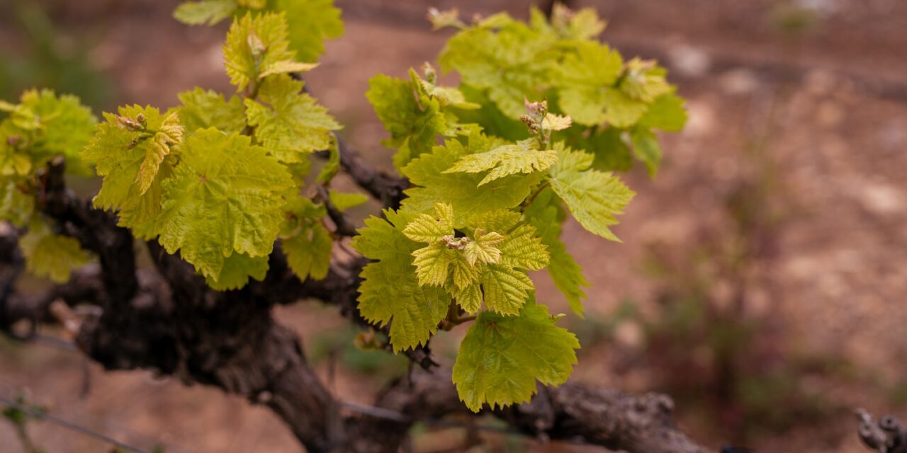 Climate Change Takes the Reins: The Future of Wine as Foreseen by an Israeli Desert Project