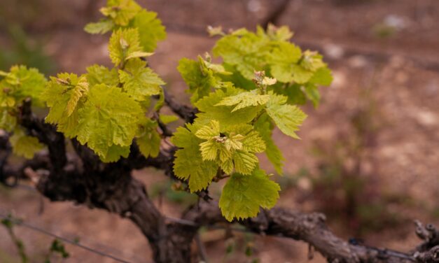 Climate Change Takes the Reins: The Future of Wine as Foreseen by an Israeli Desert Project