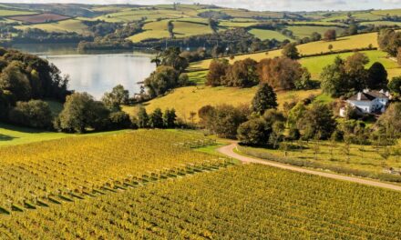 WineGB’s 2023 Report: The UK Wine Industry’s Remarkable Leap Forward