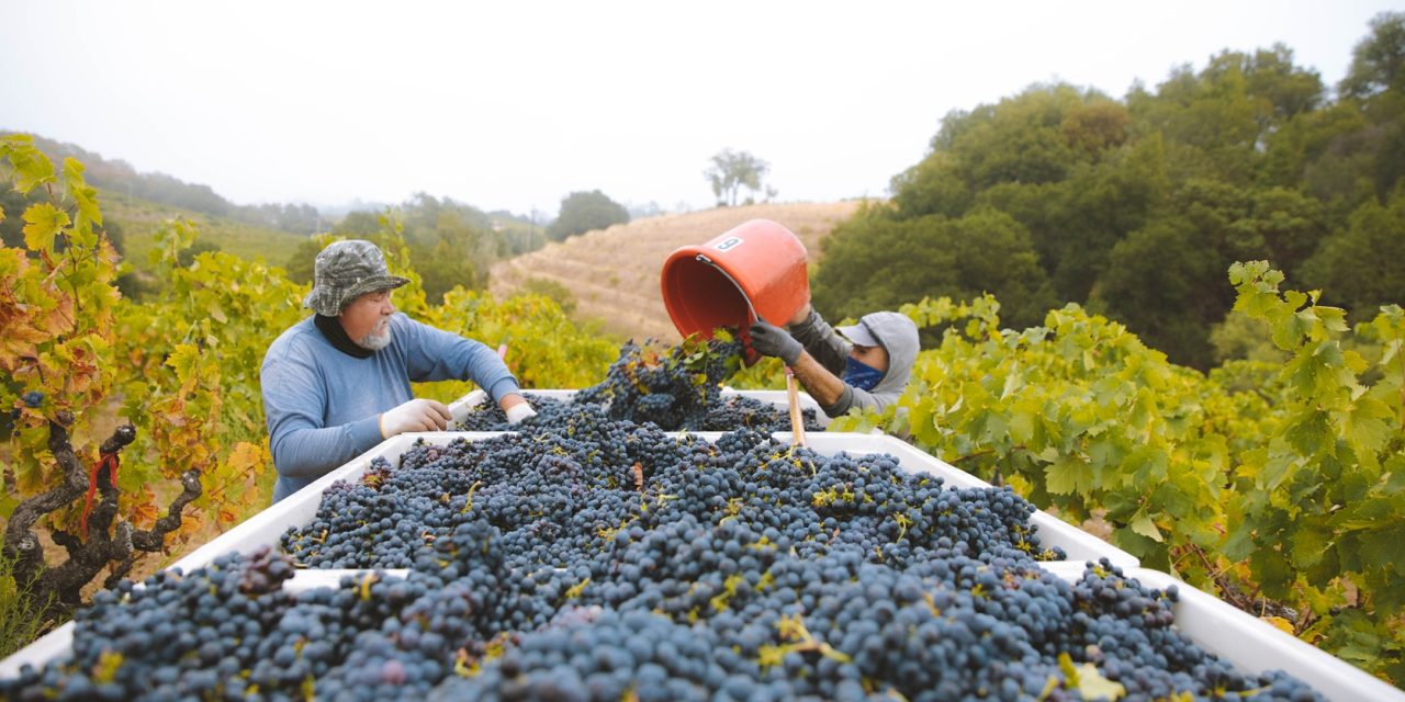 Celebrating the Exceptional 2023 Vintage: Insights from the California Harvest Report