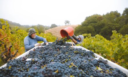 Celebrating the Exceptional 2023 Vintage: Insights from the California Harvest Report