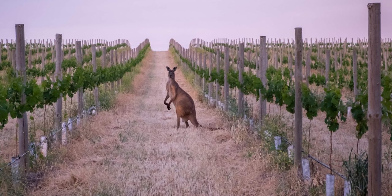 The Australian Wine Industry: A Time of Transformation and Challenge