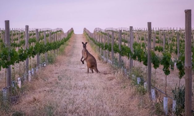 The Australian Wine Industry: A Time of Transformation and Challenge