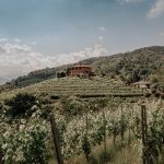 Taste Alto Piemonte Returns: A Celebration of Fine Wines