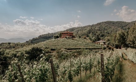 Taste Alto Piemonte Returns: A Celebration of Fine Wines