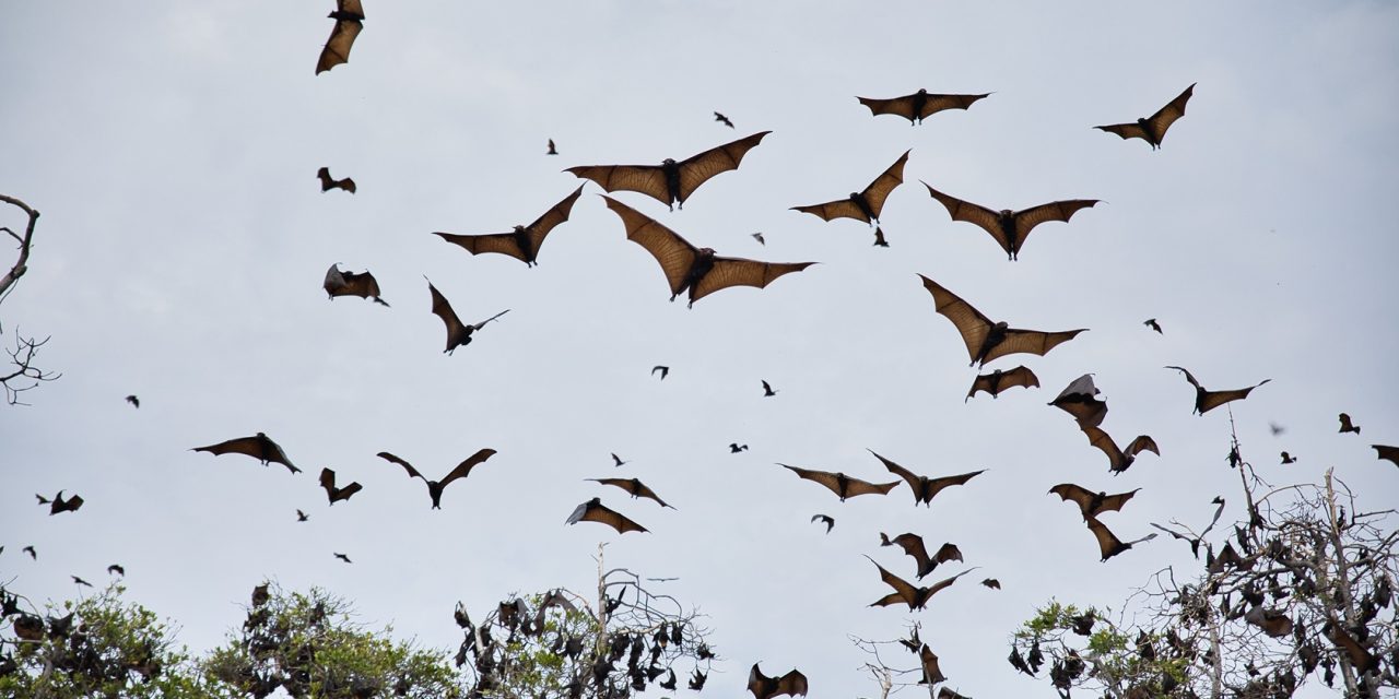 The Bat Effect: Guardians of the Vineyards Boosting Grape Yields