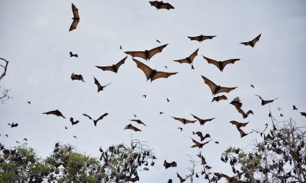 The Bat Effect: Guardians of the Vineyards Boosting Grape Yields