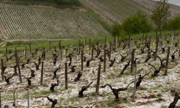 Catastrophic Hailstorm Ravages Chablis Vineyards