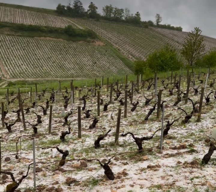 Catastrophic Hailstorm Ravages Chablis Vineyards