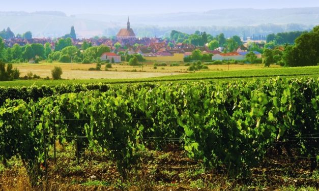 The Grand Burgundy Festival: A Celebration of Wine, Culture, and Family Fun