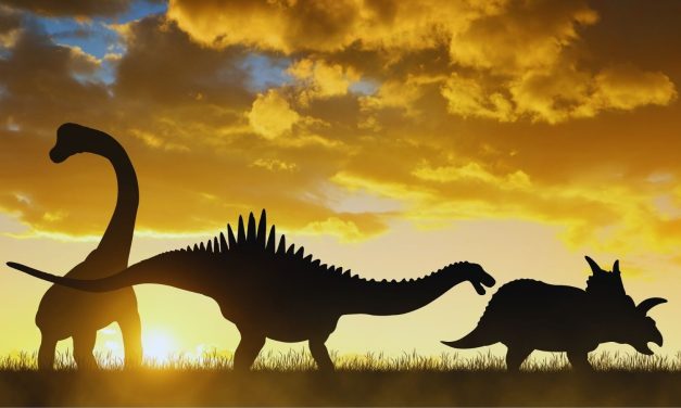 How the extinction of dinosaurs paved the way for wine